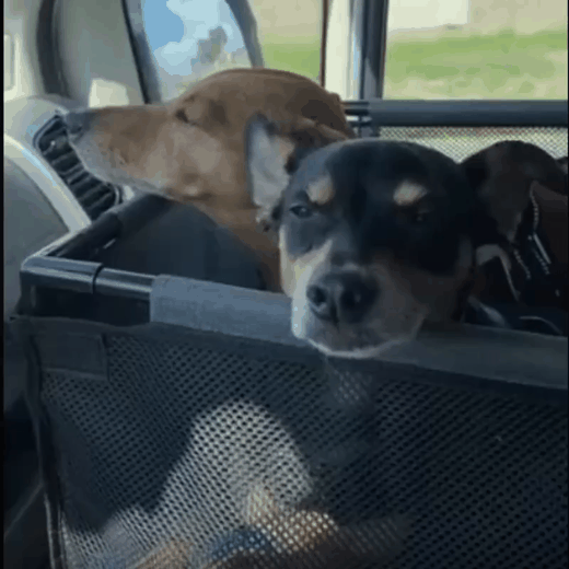 Tails&Trails™ Travel Booster Seat