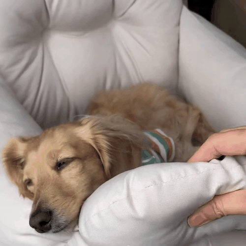 Tails&Trails™ Premium Booster Seat